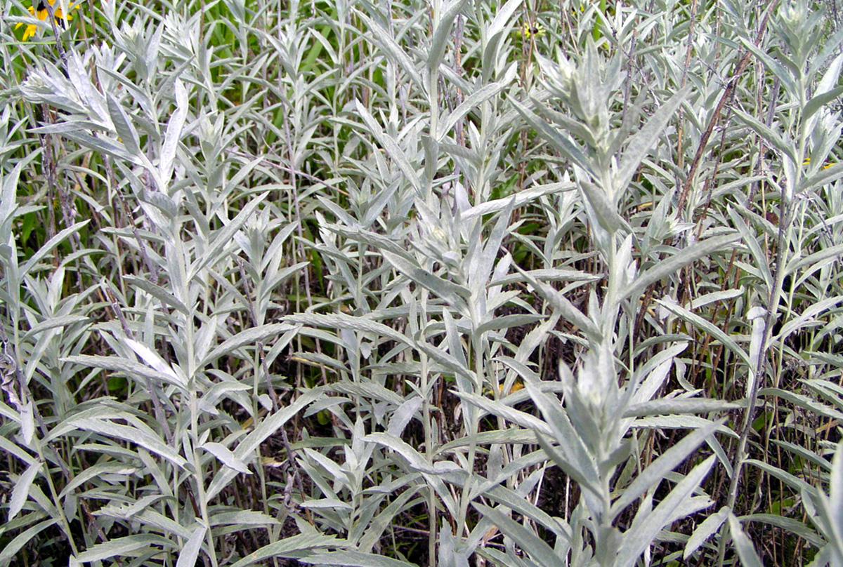 Baltasis kietis (Artemisia ludoviciana)