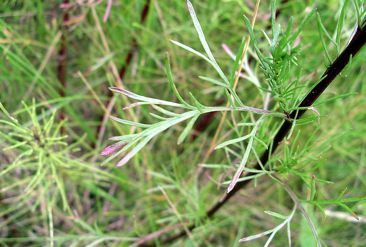 Dirvoninis kietis (Artemisia campestris L.)