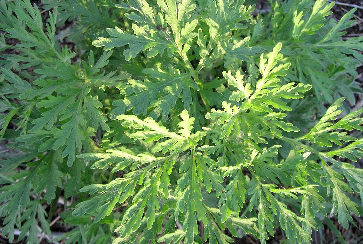 Syverso kietis (Artemisia Siversiana)
