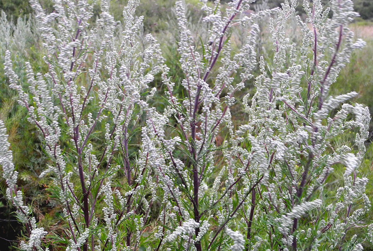 Paprastasis kietis (Artemisia vulgaris L.)