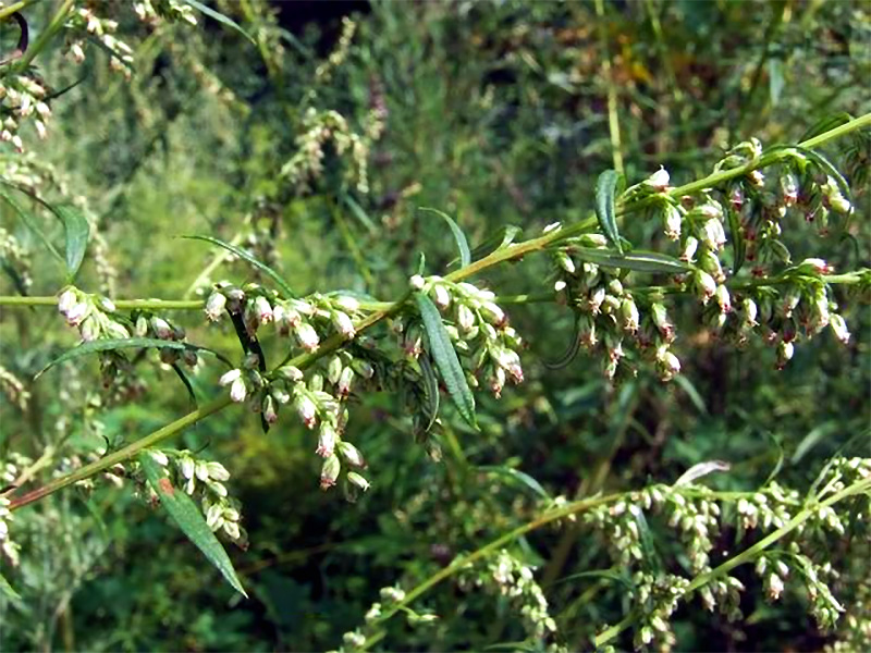 Pavėsinis kietis (Artemisia dubia)