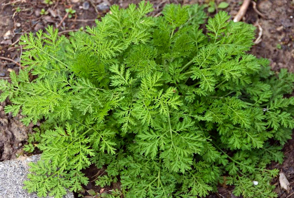 Vienmetis kietis (Artemisia annua L.)