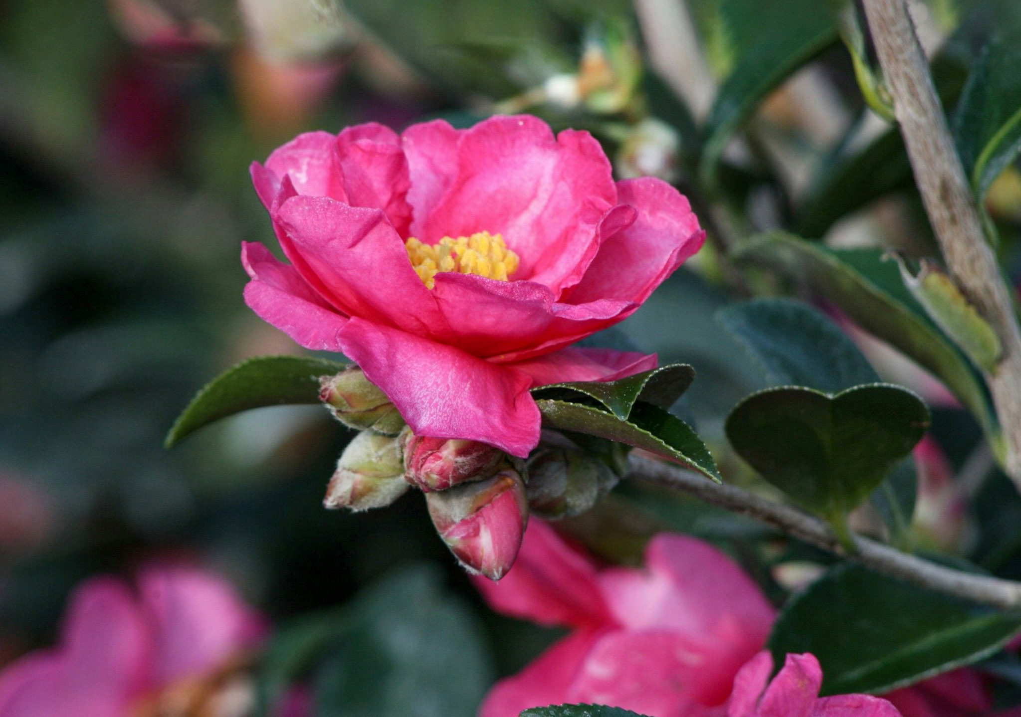 Kvapioji kamelija 'Camellia sasanqua'