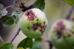 Obelų ligos