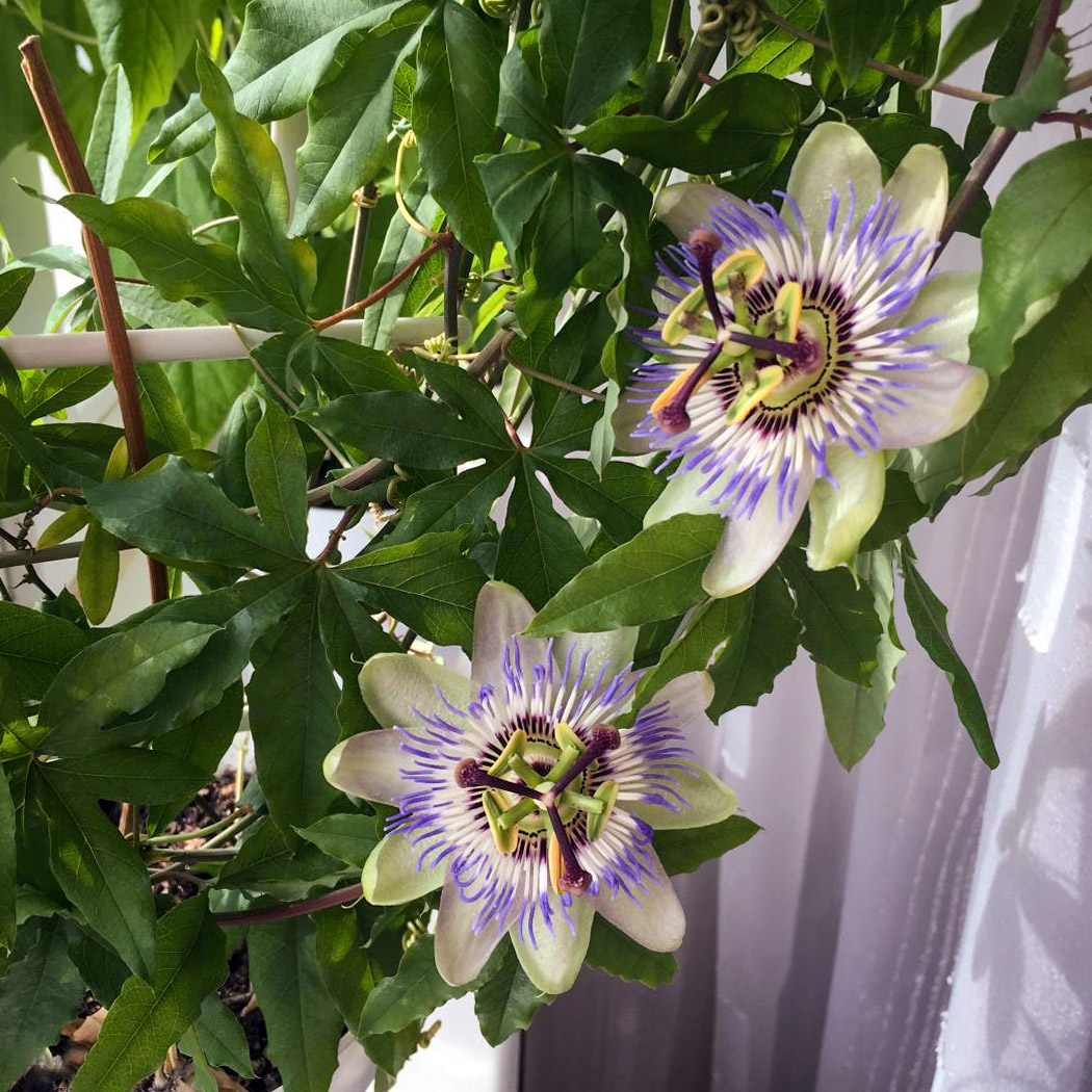Pasiflora melsvoji (passiflora caerulea)