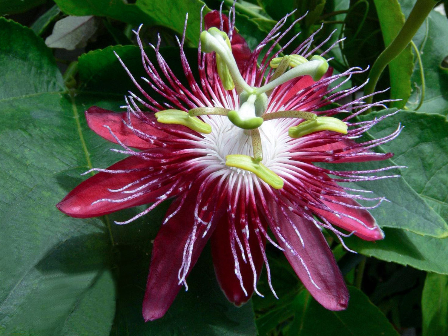 Pasiflora raudonžiedė (incarnata)