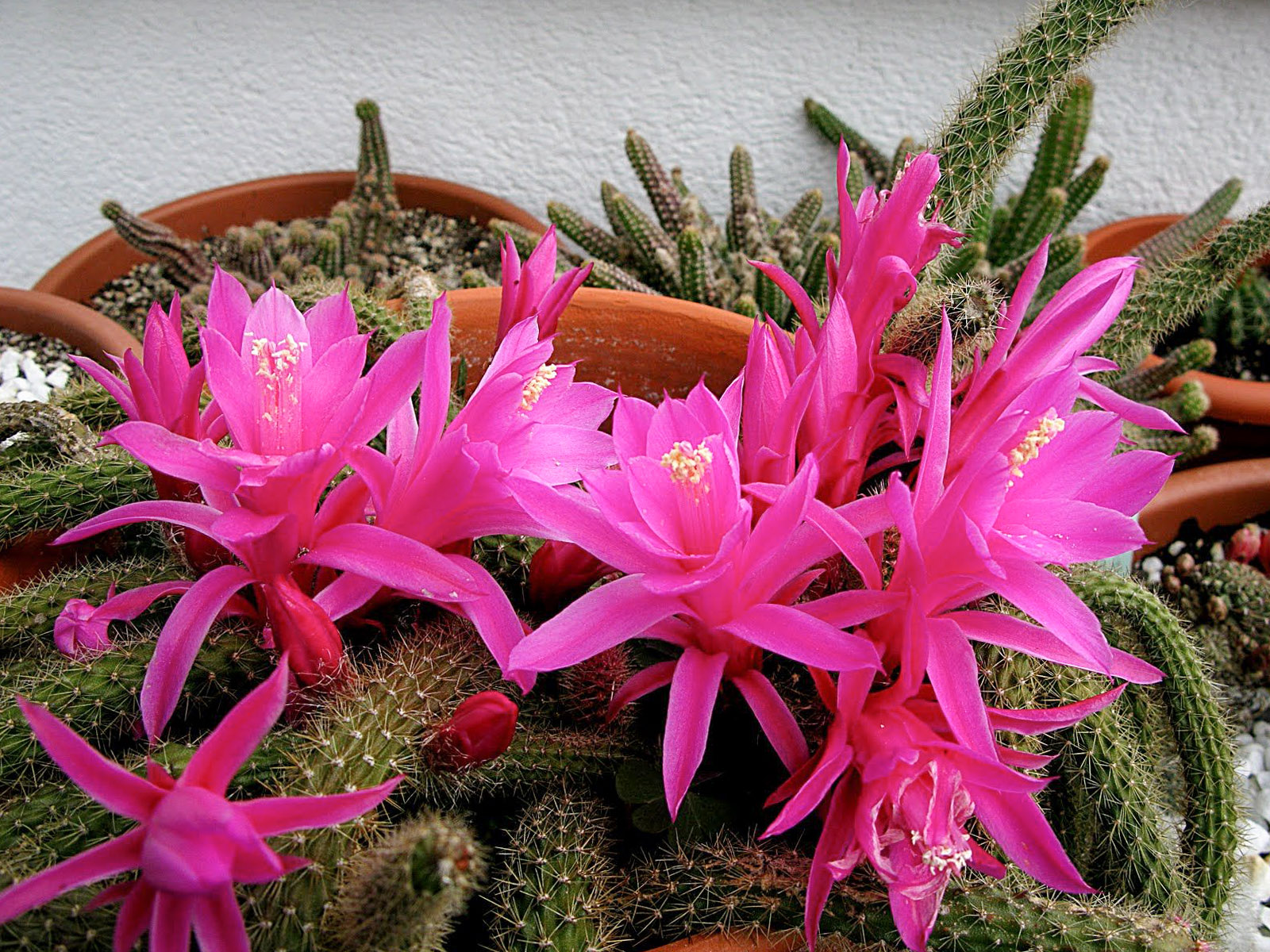 Žydintis kaktusas 'Aporocactus'