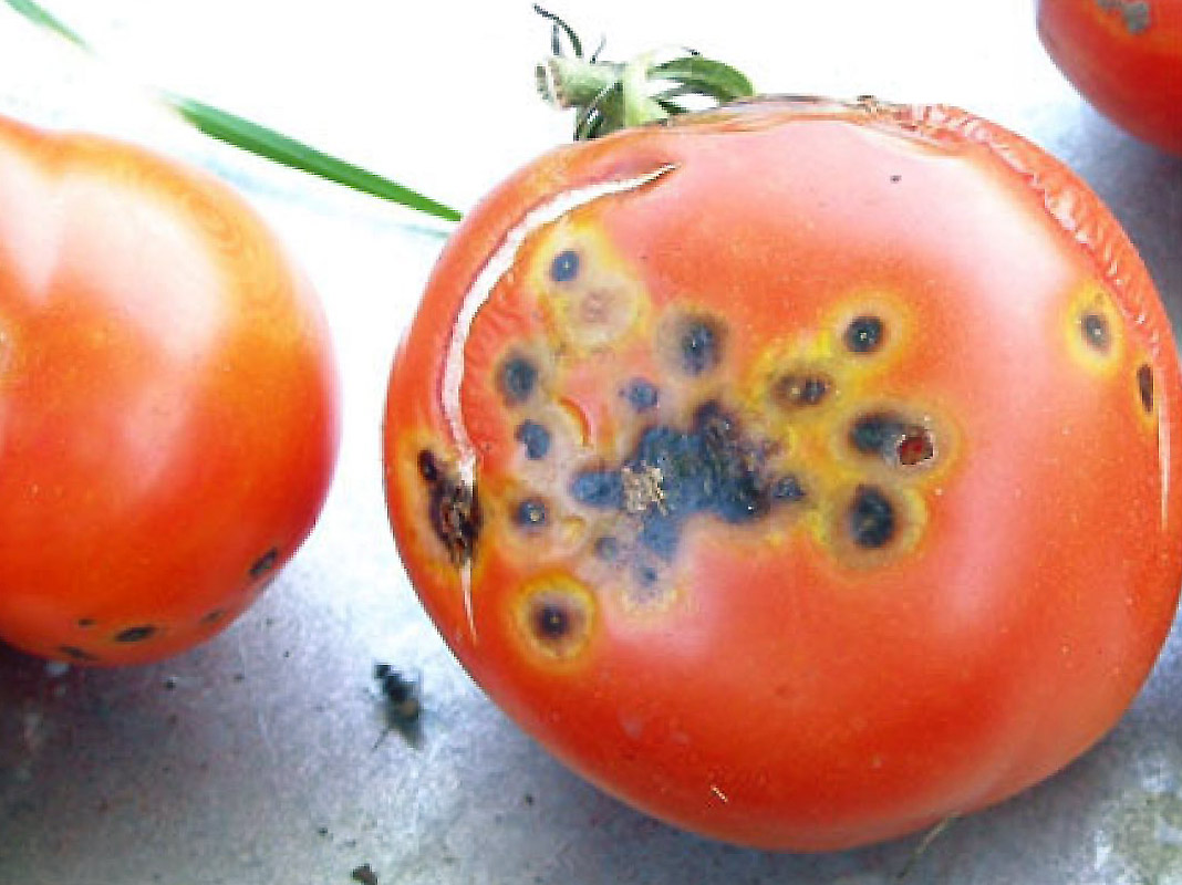 Kaip atrodo bakterinis pomidorų vėžys