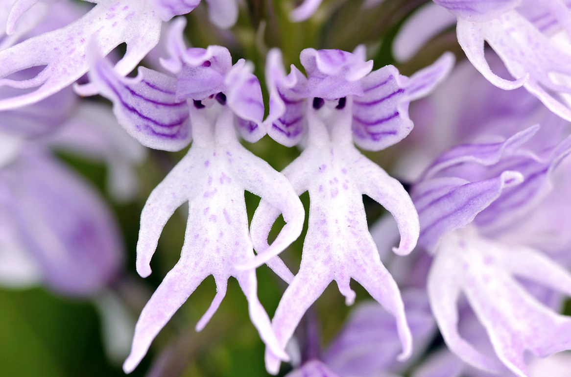 Keistos orchidėjos