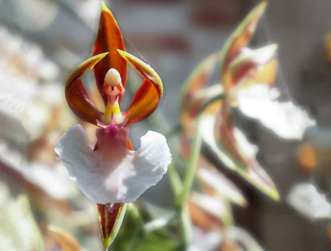 Kitokios retos orchidėjos