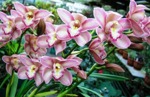 Orchidėja cimbidis