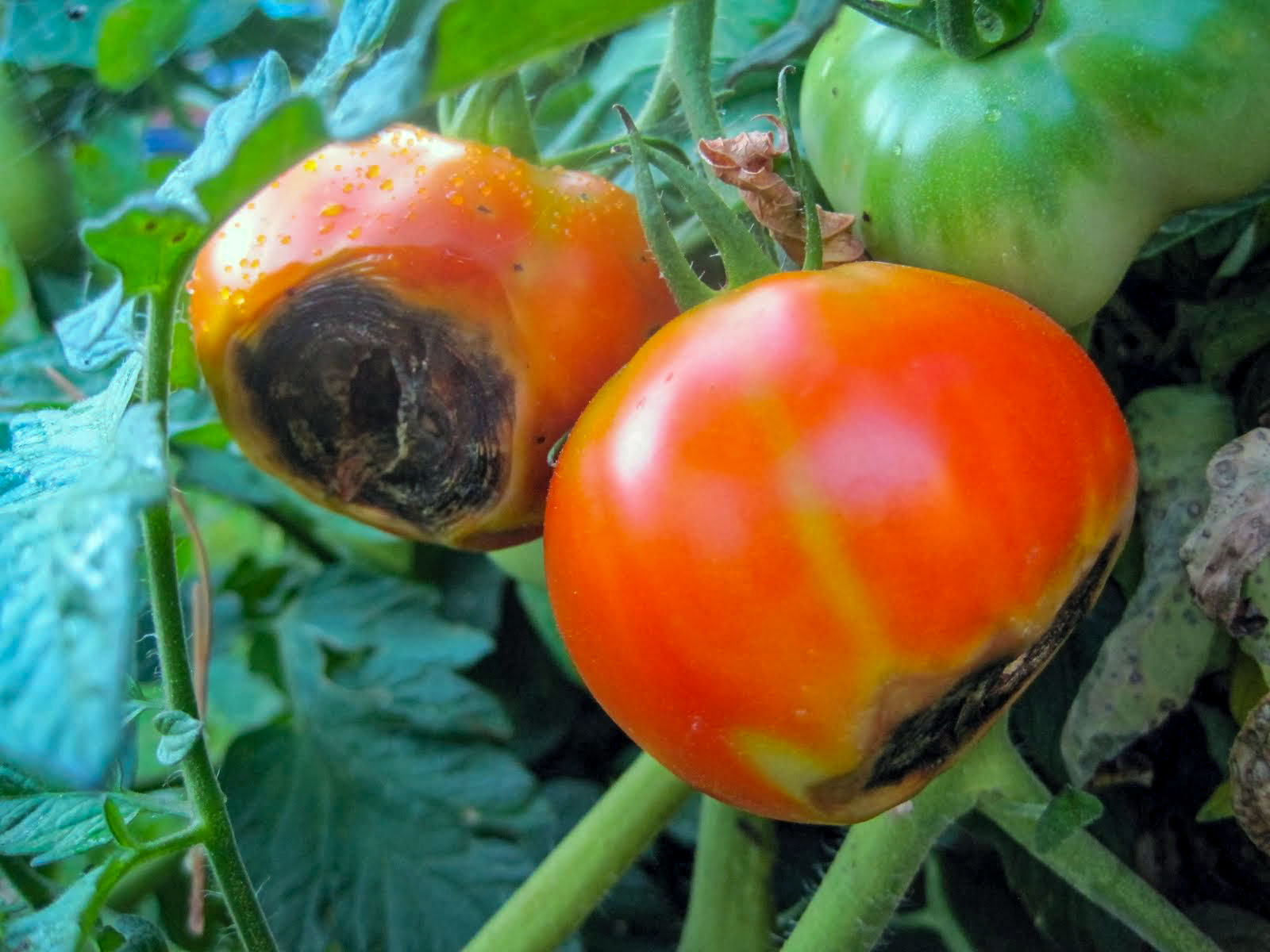 Pomidorų viršūninis vaisių puvinys