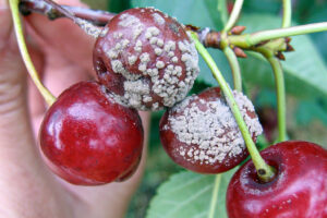 Vyšnių moniliozė
