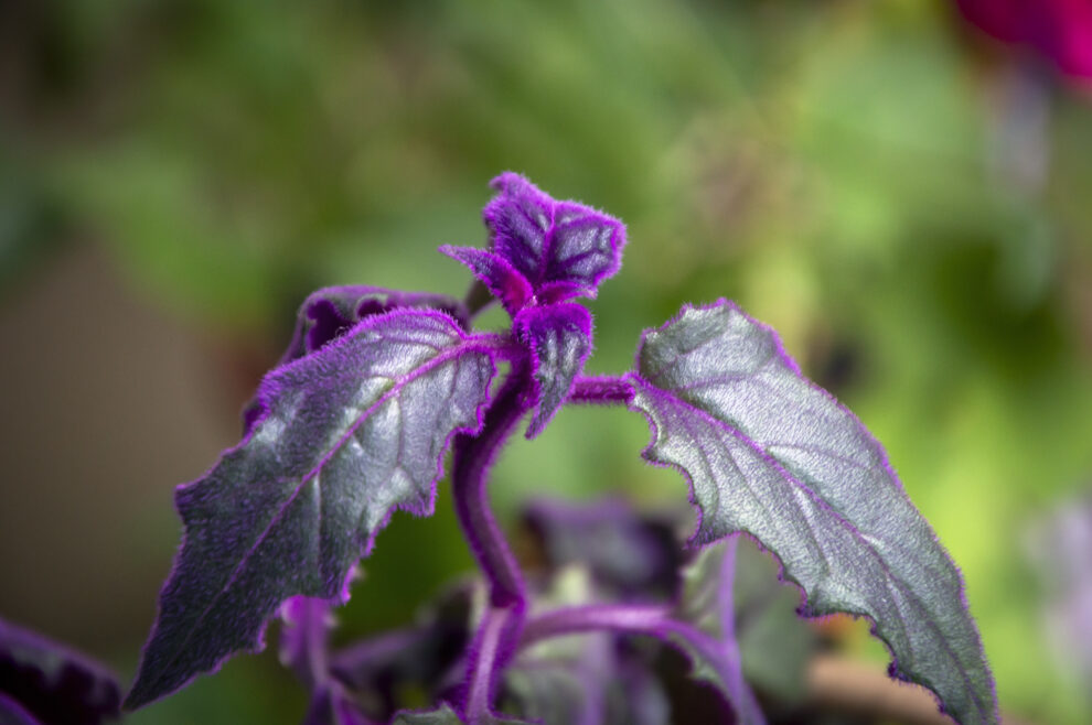 Gėlė violetiniais lapais (gynura aurantiaca)