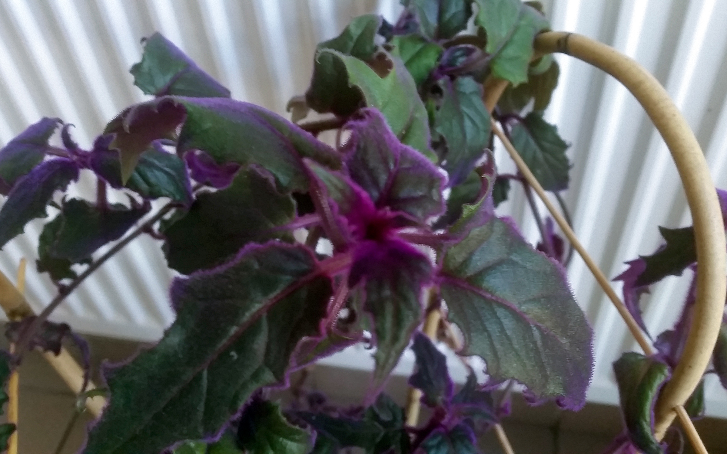 Violetinė gėlė "Ginura"