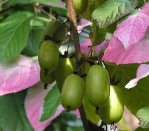 Margalapės aktinidijos vaisiai