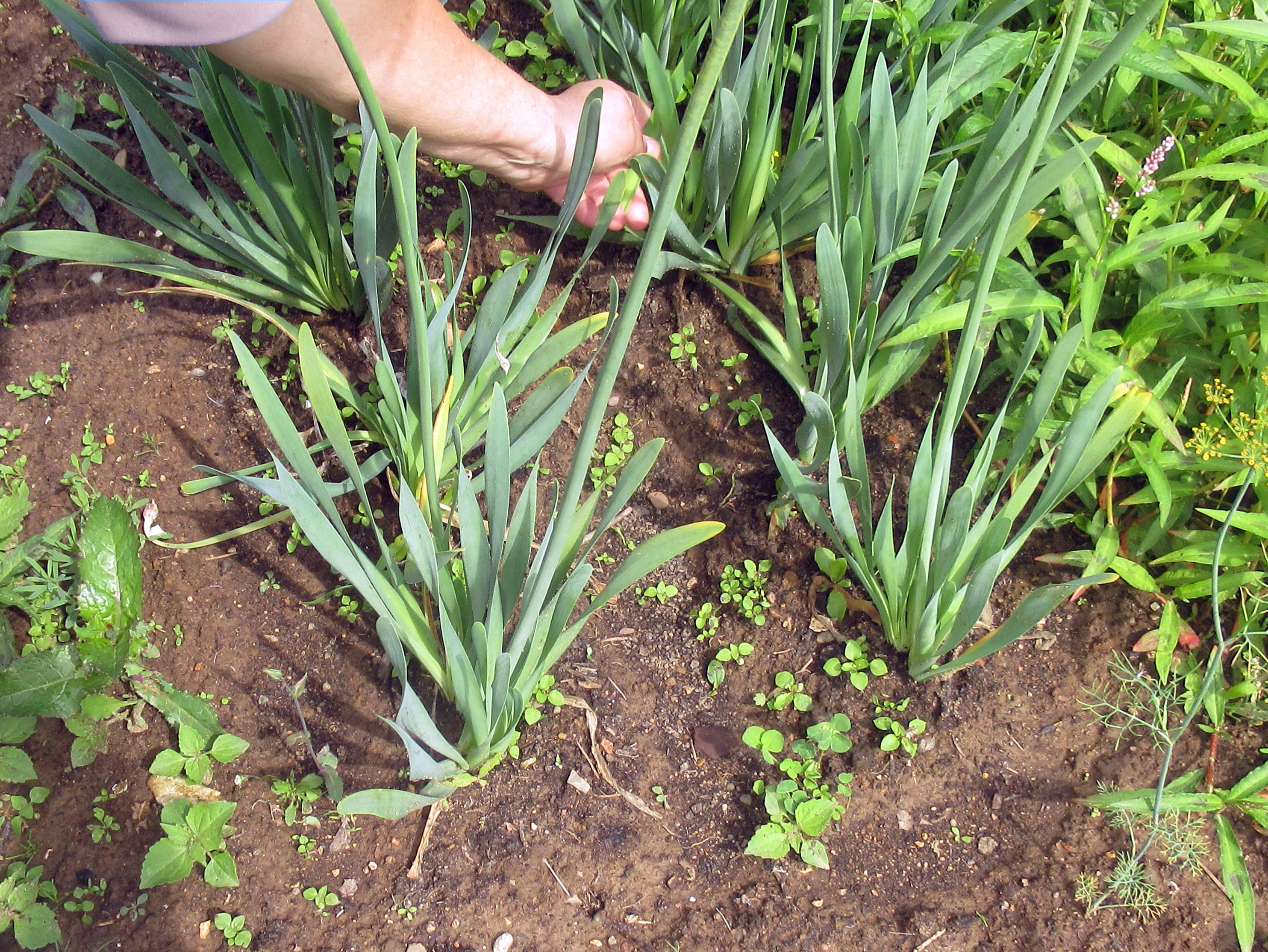 Narcizalapių česnakų auginimas