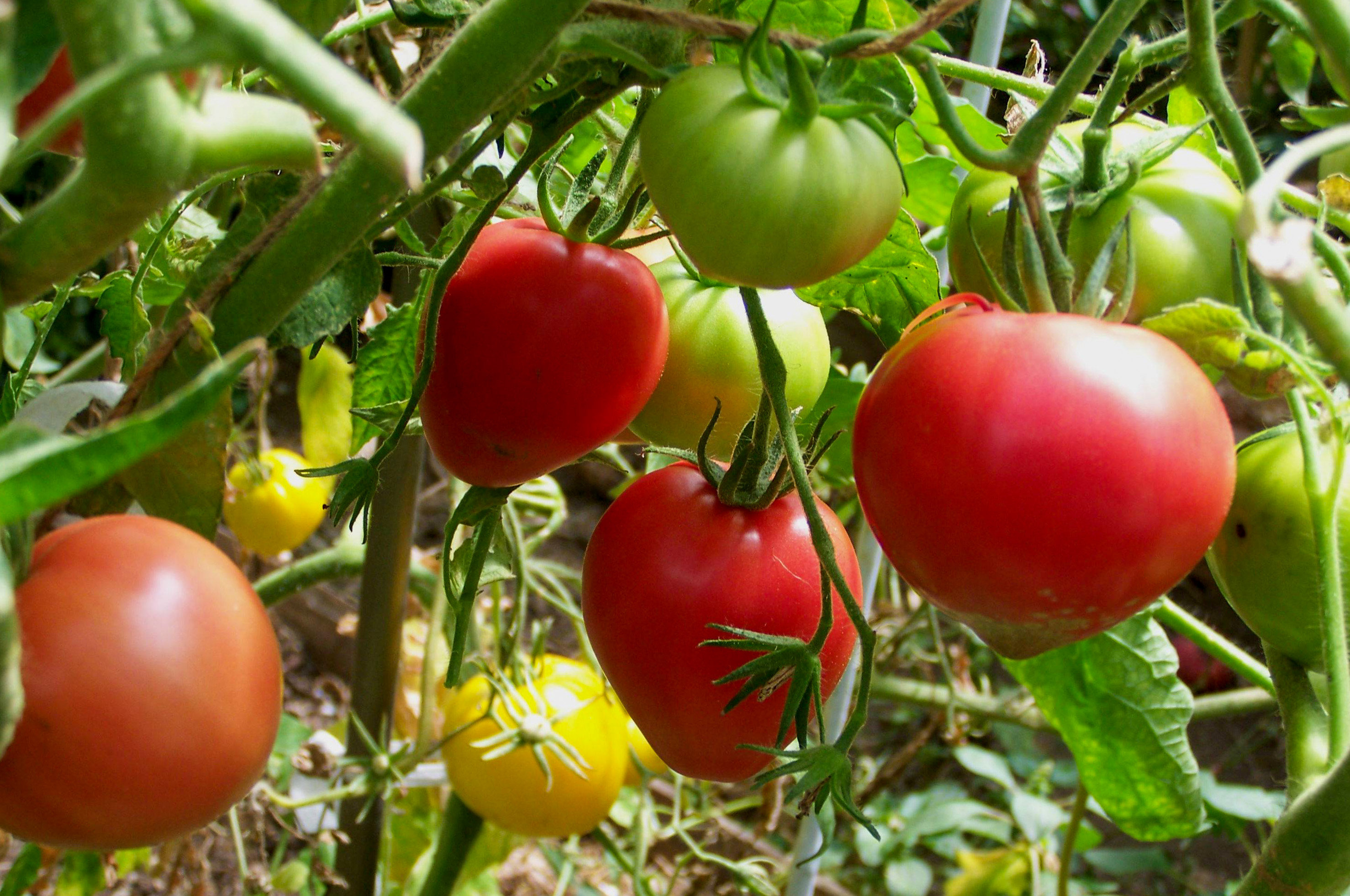 Pomidorų derlius
