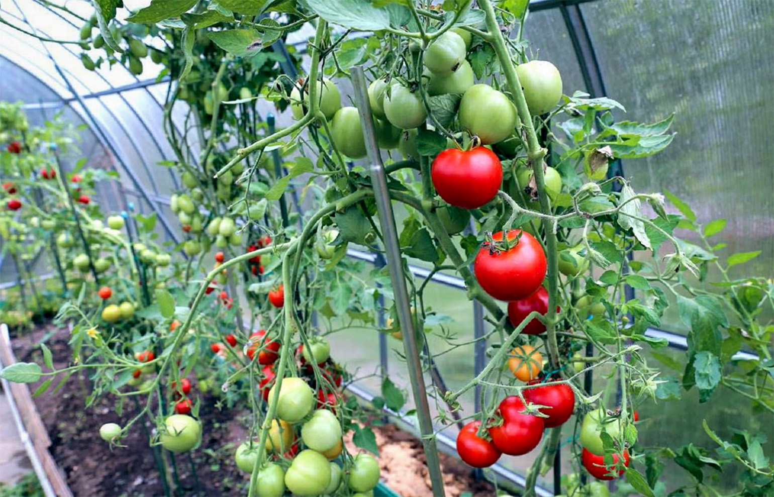 Šiltnaminiai pomidorai