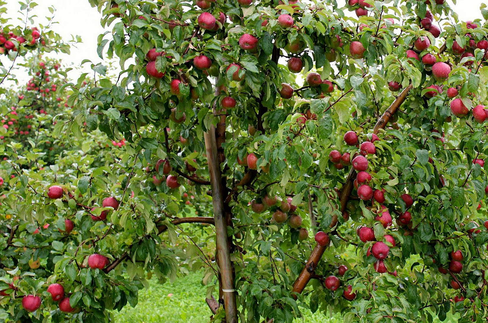 Obelų sodas