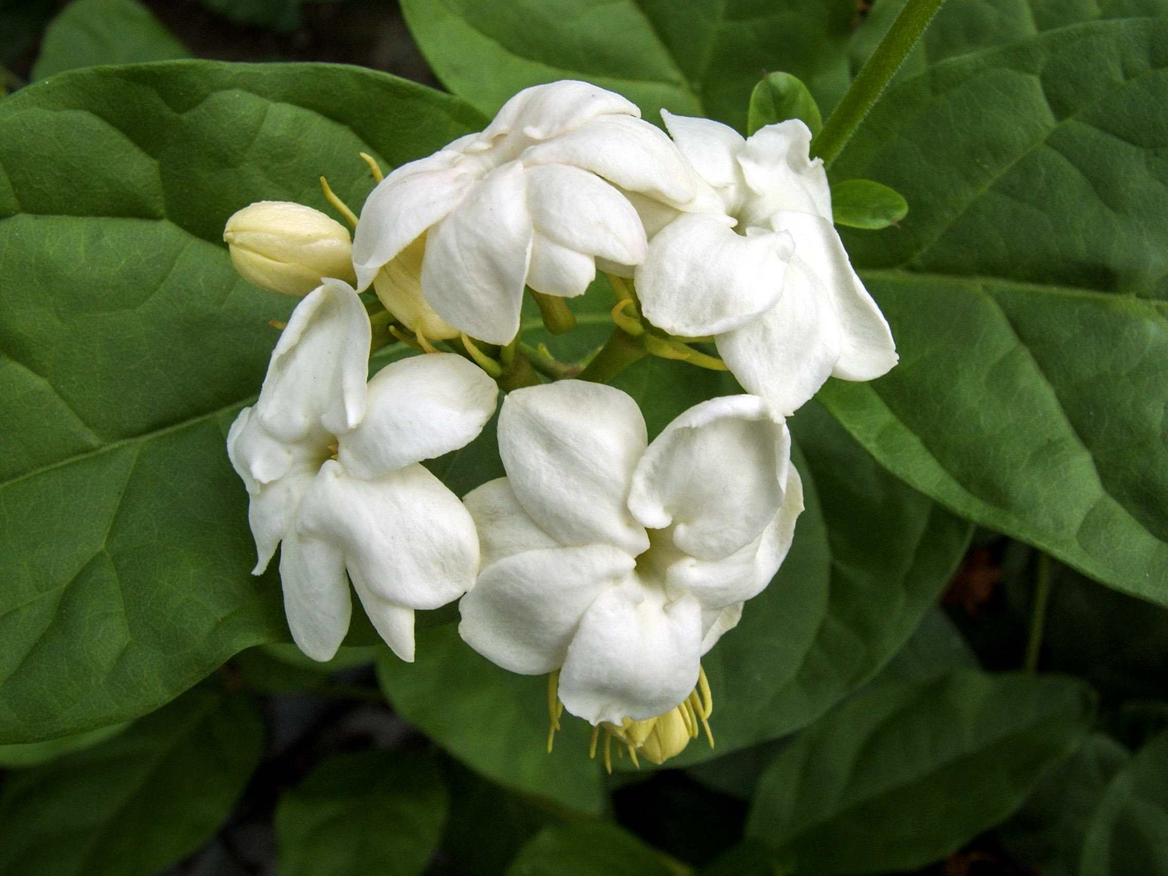 Arabinis jazminaitis (Jasminum sambac (L.) Aiton)