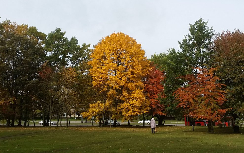 Kodėl rudenį pagelsta medžių lapai