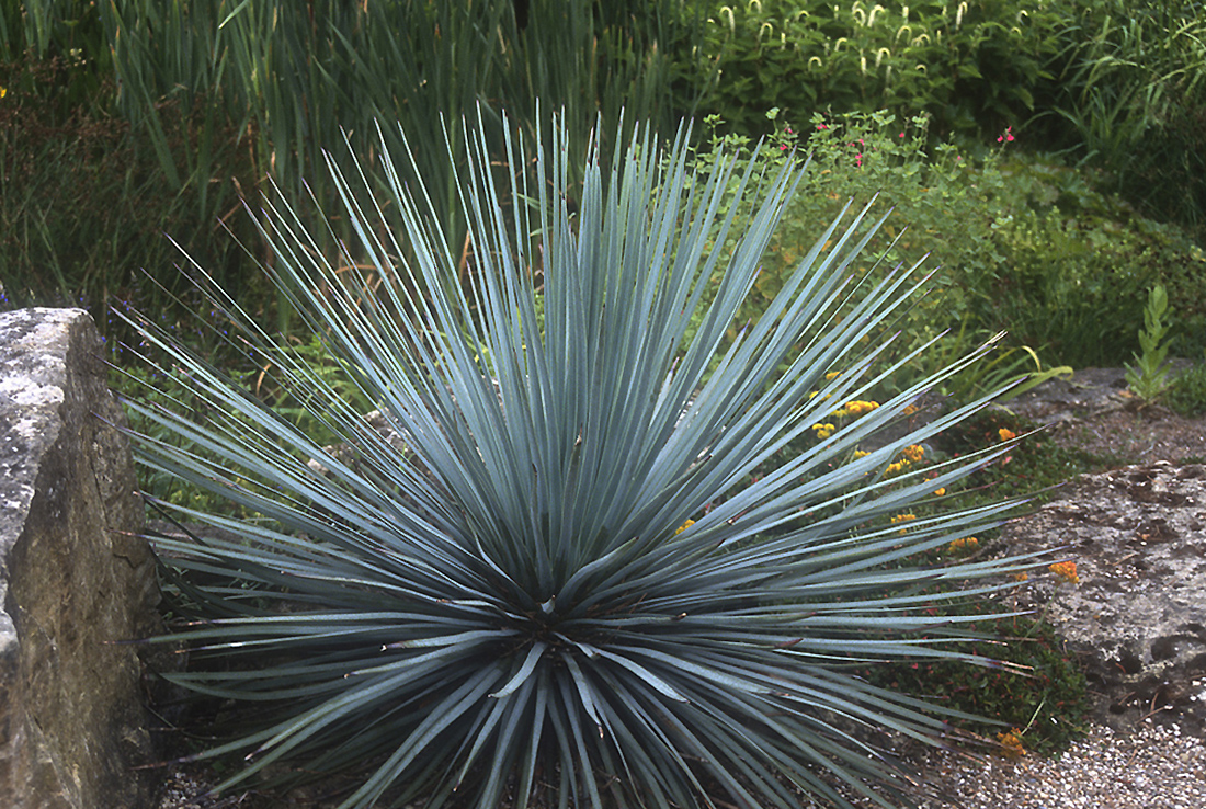 Melsvoji Juka (Yucca glauca Nutt.)