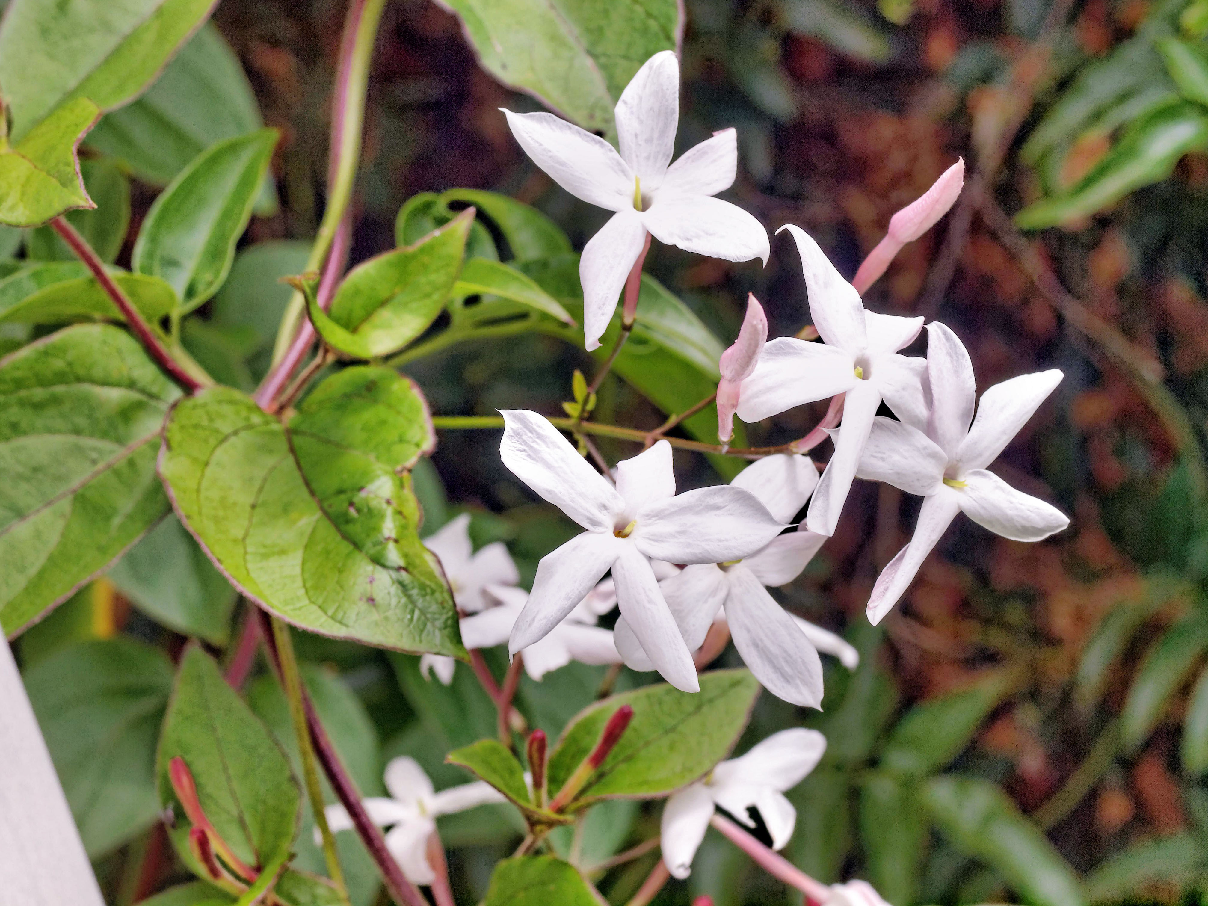 Vijoklinis jazminas (jasminum polyanthum)