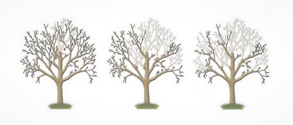 medžių genėjimo schema